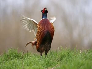 Images Dated 1st April 2009: Common Pheasant cock displaying in mating season