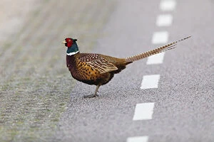 Common Pheasant - Cock walking across road, Island of Texel, The Netherlands Date: 11-Feb-19