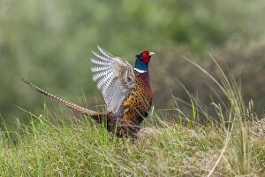 Common Pheasant - flapping its wings and displaying, Island of Texel, The Netherlands Date: 11-Feb-19