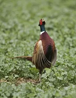 Images Dated 26th March 2010: Common Pheasant - male displaying on territory