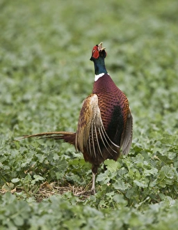 Images Dated 26th March 2010: Common Pheasant - male displaying on territory