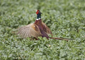 Images Dated 26th March 2010: Common Pheasant - male displaying on territory