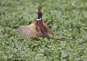 Pheasants Prints: Common Pheasant - male displaying on territory - Oxon - UK