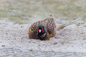 Gamebird Gallery: Common Pheasant - male taking a dust bath, Island of Texel, The Netherlands Date: 11-Feb-19