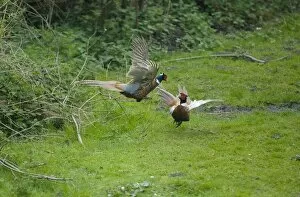 Images Dated 27th March 2010: Common Pheasants - males fighting over territory and females