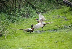Images Dated 27th March 2010: Common Pheasants - males fighting over territory and females