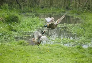 Pheasants Prints: Common Pheasants - males fighting over territory and females - Oxon - UK