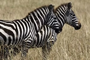 Common / Plains / Burchells Zebra