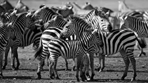 Images Dated 6th February 2007: Common / Plains / Burchells Zebra - herd Ndutu Range