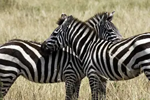 Common / Plains / Burchell's Zebra Maasai Mara - Kenya