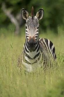 Images Dated 10th February 2007: Common Plains Zebra Ruaha National Park, Tanzania
