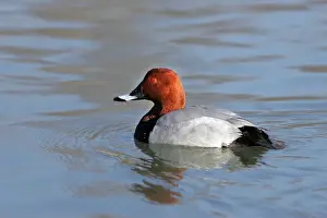 Pochard Prints: Common Pochard - male