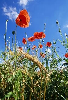 Common POPPIES -against blue sky