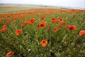 Berkshire Gallery: Common Poppies on the Berkshire Downs