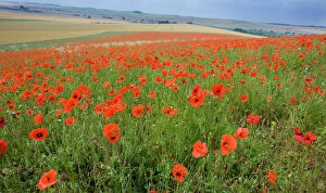 Images Dated 25th July 2008: Common Poppies on the Berkshire Downs nr Blewbury UK July