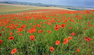 Common Poppies on the Berkshire Downs nr Blewbury UK July