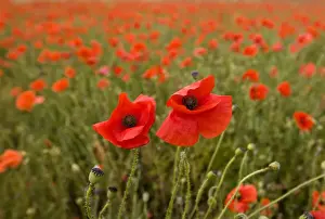 Common Poppies on the Berkshire Downs nr Blewbury UK July