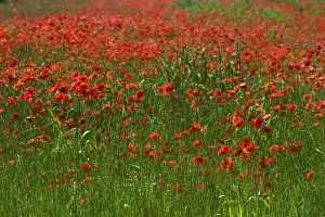 Common Poppies - a field of poppies in June, Oxfordshire, England