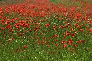 Images Dated 16th June 2006: Common Poppies - a field of poppies in June, Oxfordshire, England