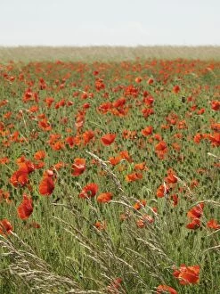 Common Poppies - growing wild on chalk downland