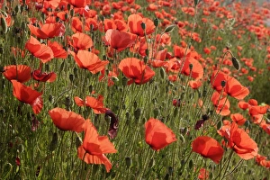 Images Dated 27th May 2005: Common poppies - mass. Alsace - France
