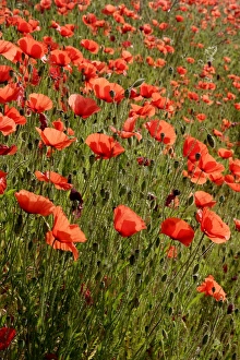 Images Dated 27th May 2005: Common poppies - mass. Alsace - France