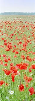 Common Poppies - in meadow Norfolk UK
