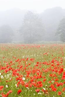 Images Dated 27th June 2009: Common Poppies - in meadow with summer sea mist