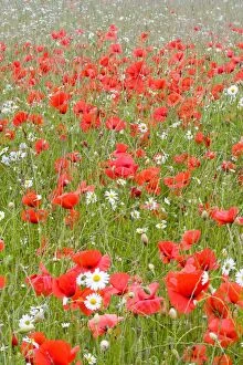 Images Dated 27th June 2009: Common Poppies - and Scentless Mayweed in meadow