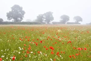 Images Dated 29th June 2009: Common Poppies - and Scentless Mayweed in meadow