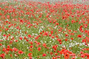 Images Dated 27th June 2009: Common Poppies - and Scentless Mayweed in meadow