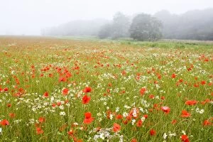 Images Dated 29th June 2009: Common Poppies - and Scentless Mayweed in meadow