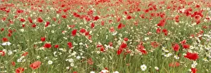 Mayweed Prints: Common Poppies and Scentless Mayweed in meadow Norfolk UK