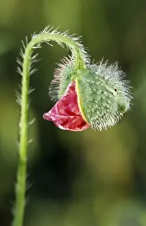 Buds Prints: Common Poppy