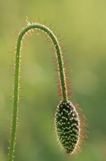 Buds Prints: Common Poppy