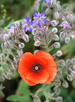 Common POPPY - and Borage in old garden
