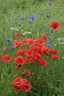 Images Dated 23rd June 2006: Common Poppy and Cornflower (Centaurea montana) - on arable land, Lower Saxony, Germany