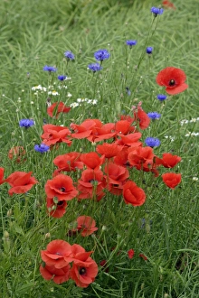 Images Dated 23rd June 2006: Common Poppy and Cornflower (Centaurea montana) - on arable land, Lower Saxony, Germany