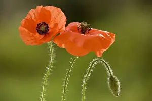 Common Poppy or Field Poppy ( Papaver rhoeas ), widespread cornfield weed. Dorset