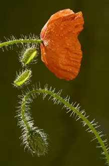 Buds Prints: Common Poppy or Field Poppy (Papaver rhoeas) flower and bud, after rain. Cornfield, Dorset