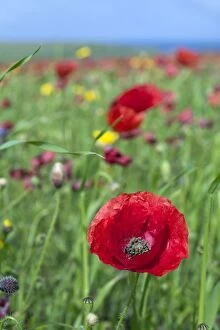 Flowers Collection: Common Poppy - in field - summer - Cornwall, UK
