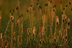 Buds Prints: Common Poppy- flower bud and seed heads in evening light, Lower Saxony, Germany