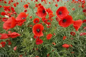Rape Prints: Common Poppy - growing in oil seed rape crop - Lower Saxony - Germany