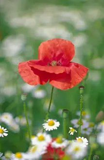 Mayweed Prints: Common Poppy in Mayweed