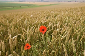Crops Collection: Common Poppy in Wheat field Berkshire Downs nr Blewbury UK July