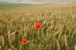 Agricultural Prints: Common Poppy in Wheat field Berkshire Downs nr Blewbury UK July