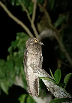 Venezuela Prints: Common Potoo - In tree. Ilanos Venezuela