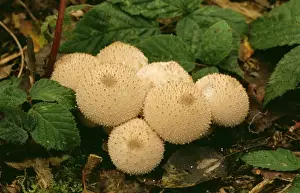 Puffball Prints: Common Puffball Fungi DAD 731 Lycoperdon perlatum © David Dixon / ARDEA LONDON