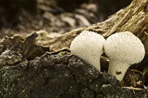 Puffball Prints: Common Puffball - growing amongst dead wood - Lincolnshire - UK
