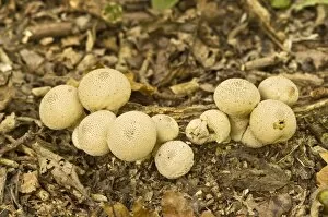Common Puffball - growing on woodland floor